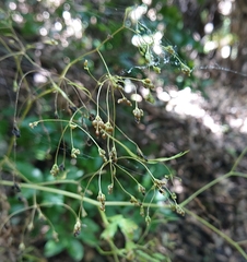 Daucus elegans