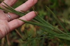 Kyhosia bolanderi