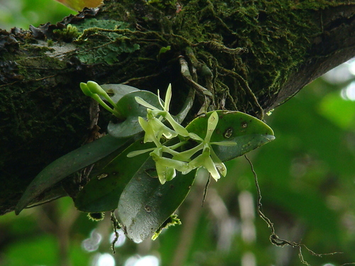 Epidendrum latilabre, photograph 5