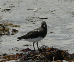 Arenaria melanocephala