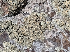 Rhizoplaca subdiscrepans