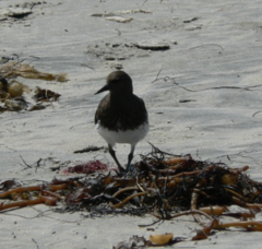 Arenaria melanocephala