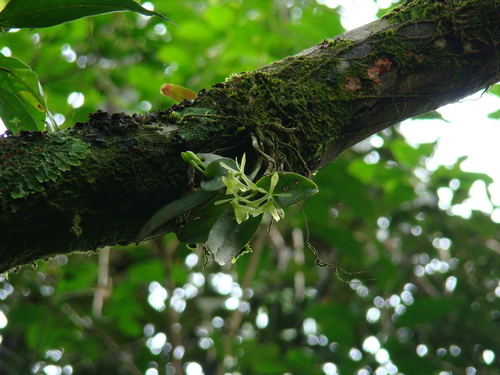 Epidendrum latilabre, photograph 6