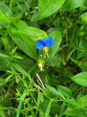 Commelina communis