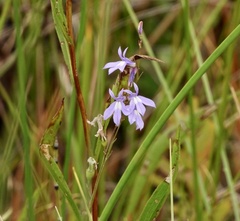 Lobelia kalmii