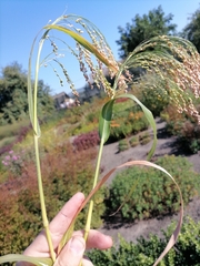 Panicum miliaceum miliaceum