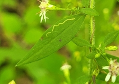 Agromyzidae