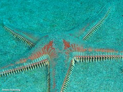 Astropecten aranciacus