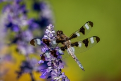 Libellula pulchella