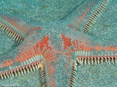 Astropecten aranciacus