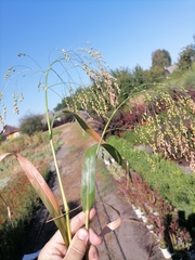 Panicum miliaceum miliaceum