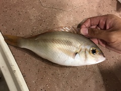 Scolopsis monogramma