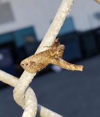 Paectes abrostoloides