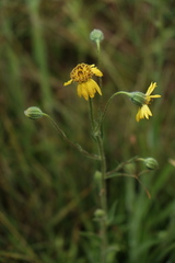 Kyhosia bolanderi