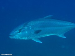 Seriola dumerili