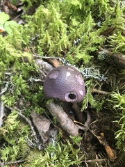 Cortinarius violaceus