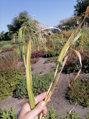 Panicum miliaceum miliaceum