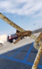 Paectes abrostoloides