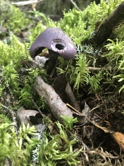 Cortinarius violaceus