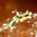 Elysia margaritae - Photo (c) Dennis Rabeling, some rights reserved (CC BY-NC-ND), uploaded by Dennis Rabeling