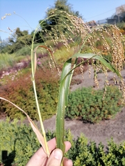 Panicum miliaceum miliaceum