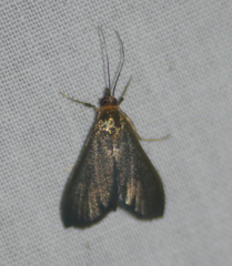 Pyrausta demantrialis