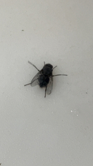 Calliphora vicina