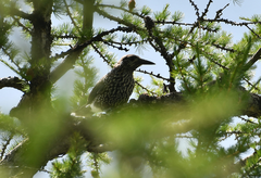 Nucifraga caryocatactes