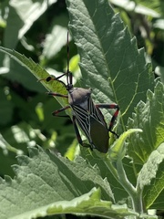 Pachylis neocalifornicus