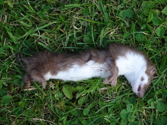 Mustela nivalis