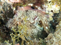 Octopus vulgaris