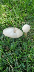 Leratiomyces percevalii