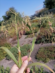 Panicum miliaceum miliaceum