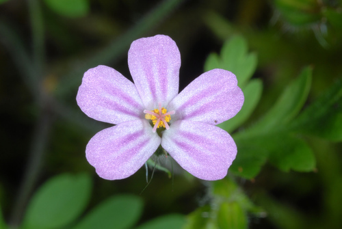 Geranium purpureum iNat (1)