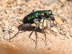 Cicindela oregona