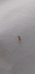 Formicidae
