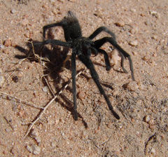 Aphonopelma icenoglei