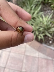 Callistethus marginatus