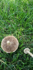 Leratiomyces percevalii