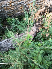 Juniperus scopulorum