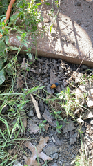 Calopteron terminale