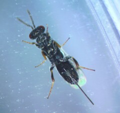 Torymidae