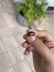 Callistethus marginatus