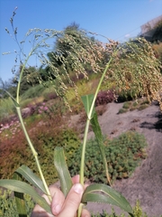 Panicum miliaceum miliaceum