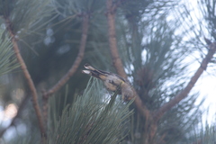 Setophaga coronata auduboni