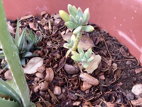 ×Pachyveria 'Royal Flush' 2