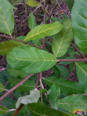 Elaeagnus umbellata