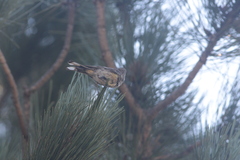 Setophaga coronata auduboni