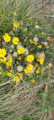 Asteraceae