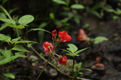 Phaseolus coccineus